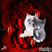 Concours "Chat - Tons rouges" - GIF animate gratis
