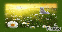 Summer  Solstice - Bezmaksas animēts GIF