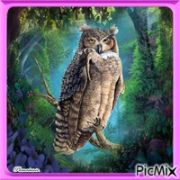 Wise old owl. - 免费PNG