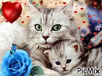 pisici - Ingyenes animált GIF