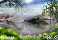 Cygne en Hiver - 無料のアニメーション GIF