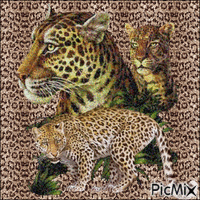 Leopard - Gratis animerad GIF