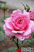 Egy szál barbi színű rózsa.