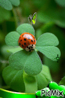 lady bug - Besplatni animirani GIF