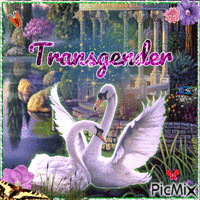 Transgender Swan - GIF animé gratuit
