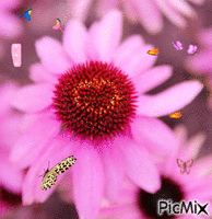 Love for Flower - GIF animé gratuit