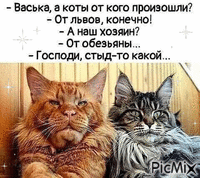 коты - Ingyenes animált GIF