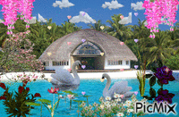 Swans on the sea - GIF animasi gratis