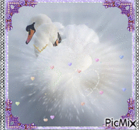 Amor de Cisnes Animated GIF