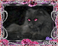 Le chat noir au yeux rose ♥♥♥ GIF animé