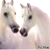 l'amour des cheval animovaný GIF