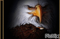 aguia - GIF animé gratuit