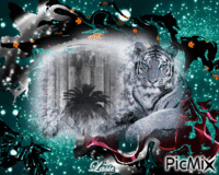 Le Tigre Blanc au yeux bleu ♥♥♥ GIF animé