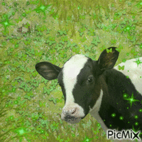 Cow GIF animé