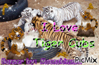 I Love Tiger Cubs κινούμενο GIF