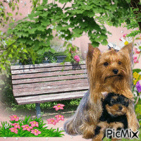 chiens Animated GIF