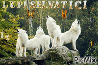 gruppo di lupi bianchi - Gratis animeret GIF