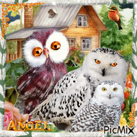 Owls - GIF animé gratuit
