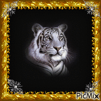 Tiger - Ilmainen animoitu GIF