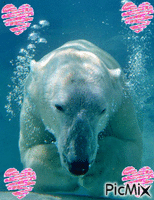 ours eau - GIF animado grátis
