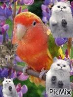 mimi - GIF animado grátis