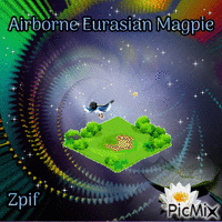 Airborne Eurasian magpie Gif Animado