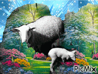 ovčka na paši - Ilmainen animoitu GIF