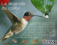 La légende du colibri - GIF animé gratuit
