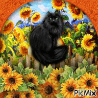 Cat in the sunflowers