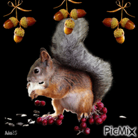écureuil Animated GIF