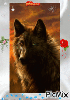 Il lupo - Ilmainen animoitu GIF