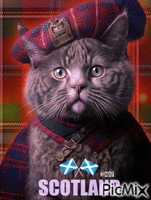 Scotland Cat анимированный гифка