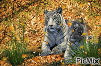 Tigres - Δωρεάν κινούμενο GIF