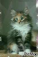Kitten animovaný GIF