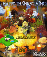 Labrador Duck - GIF animate gratis
