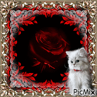 rose and kitten