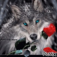 Wolf and Red Rose - Бесплатный анимированный гифка