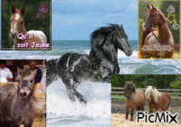 j'adore les chevaux animovaný GIF