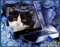Amazing Cat GIF animata