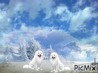 თეთრი ძაღლები - GIF เคลื่อนไหวฟรี
