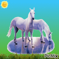 les chevaux - GIF animado gratis