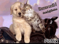 Chien et chat Animated GIF