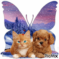 chat et chien et papillon
