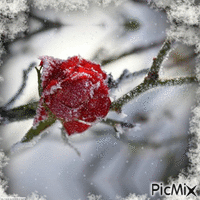 Winter-Rose - Gratis animerad GIF