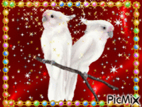 perroquet animovaný GIF