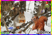 Esquirols - Бесплатни анимирани ГИФ