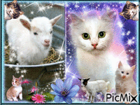 la petite chèvres et le petit chat - 無料のアニメーション GIF