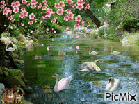Cisnes Animated GIF