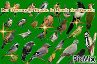 les oiseaux du  monde - Animovaný GIF zadarmo