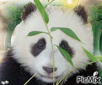 Panda Sun geanimeerde GIF